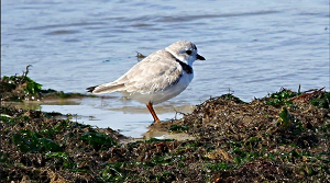 blog piping plover.png